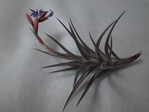 Tillandsia jonesii