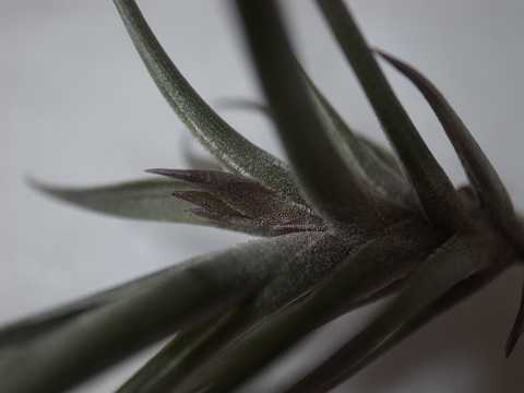 Tillandsia jonesii
