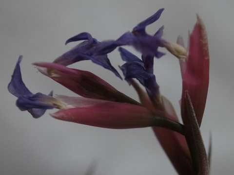 Tillandsia jonesii
