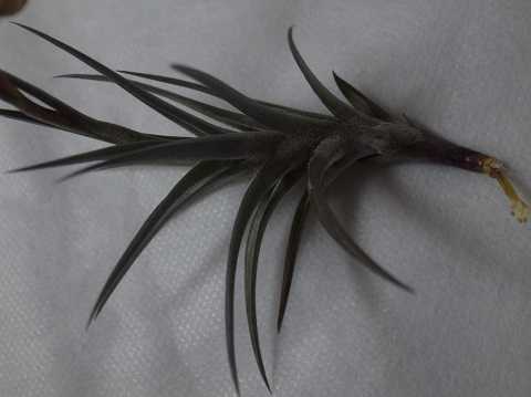 Tillandsia jonesii