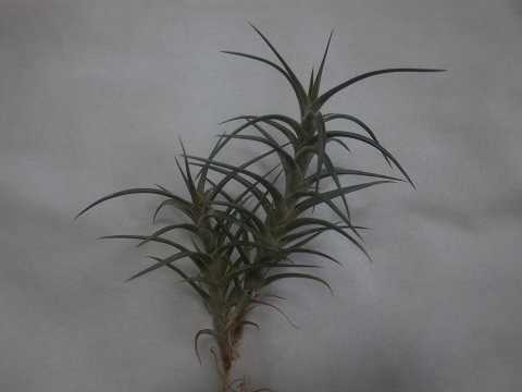 Tillandsia jonesii