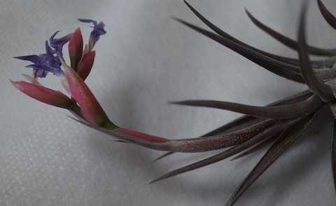 Tillandsia jonesii