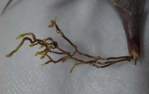 Tillandsia jonesii
