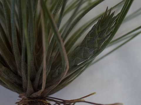 Tillandsia juncea forma juncifolia
