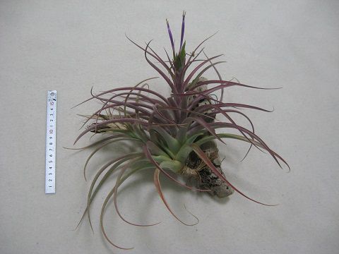 Tillandsia kruseana