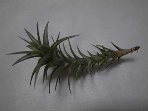 Tillandsia latifolia 'Enano Red'