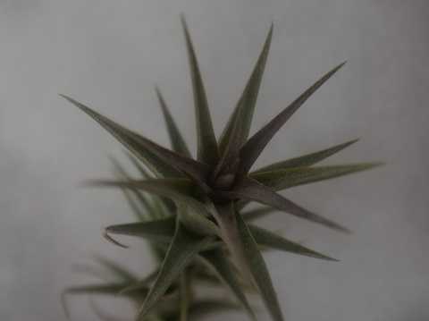 Tillandsia latifolia 'Enano Red'