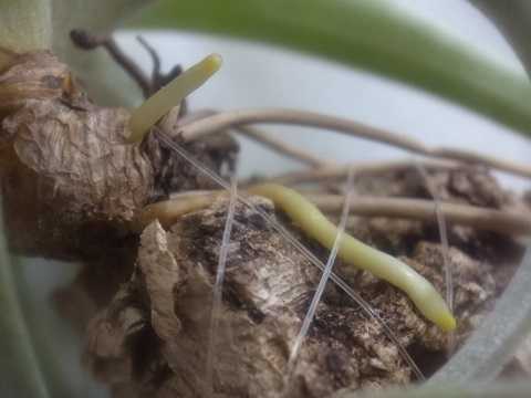 Tillandsia latifolia var. leucophylla