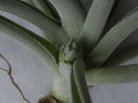 Tillandsia leonamiana