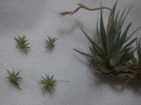 Tillandsia loliacea