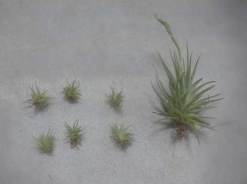 Tillandsia loliacea