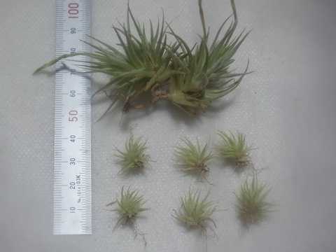 Tillandsia loliacea