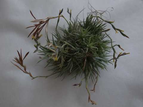 Tillandsia loliacea