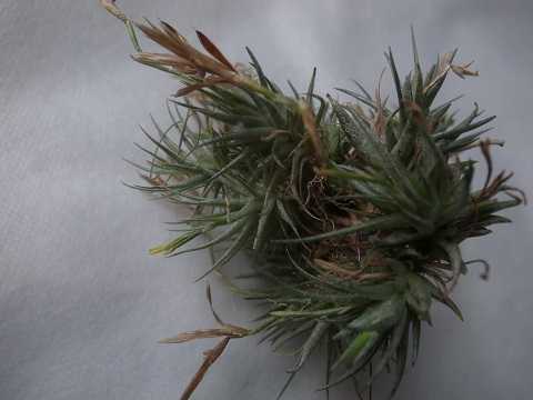 Tillandsia loliacea