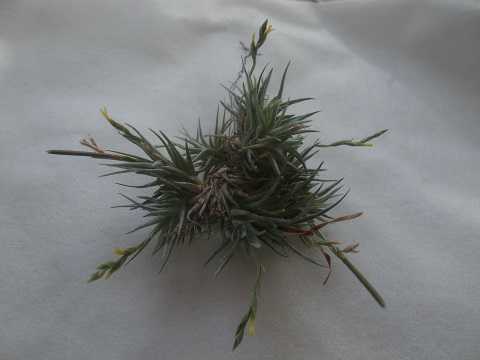 Tillandsia loliacea