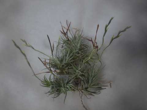 Tillandsia loliacea