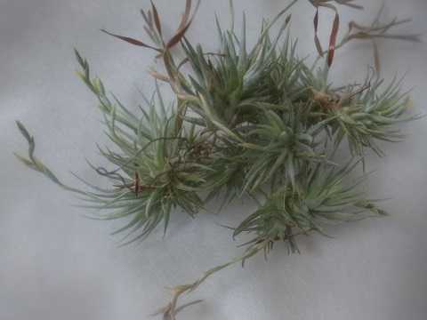 Tillandsia loliacea