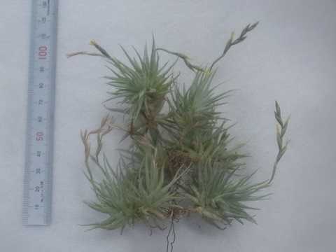 Tillandsia loliacea