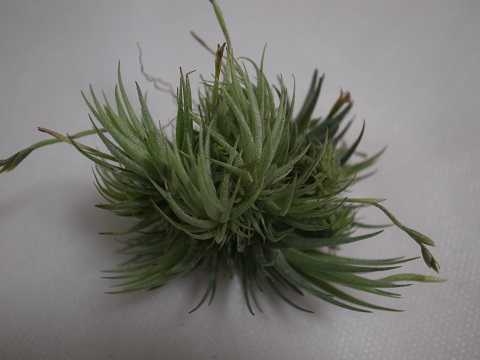 Tillandsia loliacea