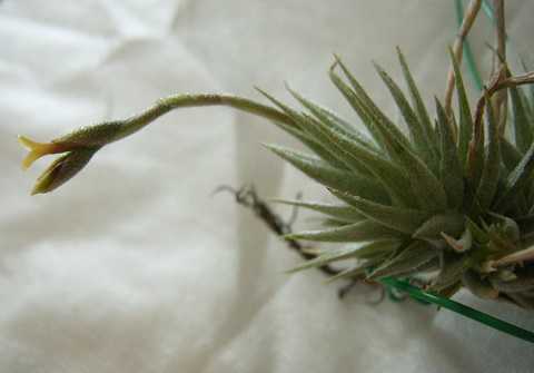 Tillandsia loliacea