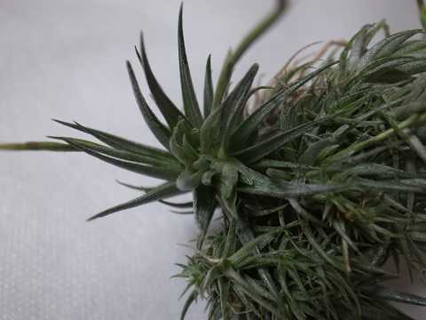 Tillandsia loliacea