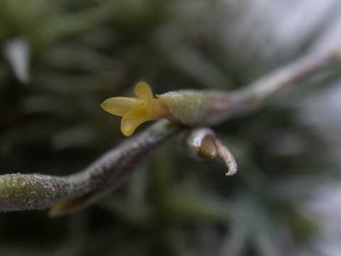 Tillandsia loliacea