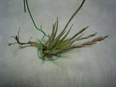 Tillandsia loliacea