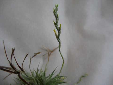 Tillandsia loliacea