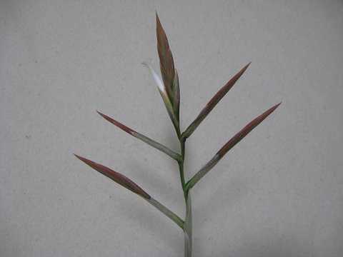 eBWA 'oTZVX'