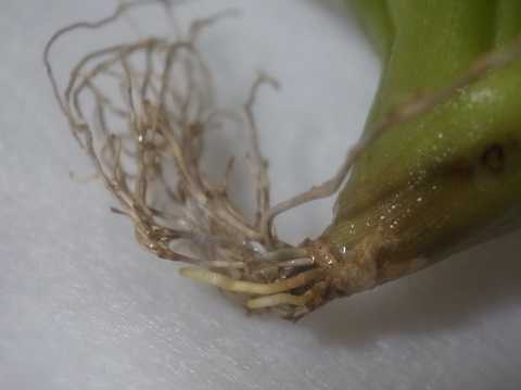 Tillandsia lorentziana