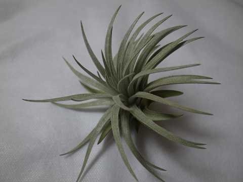 Tillandsia mauryana