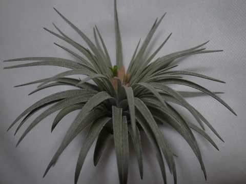 Tillandsia mauryana