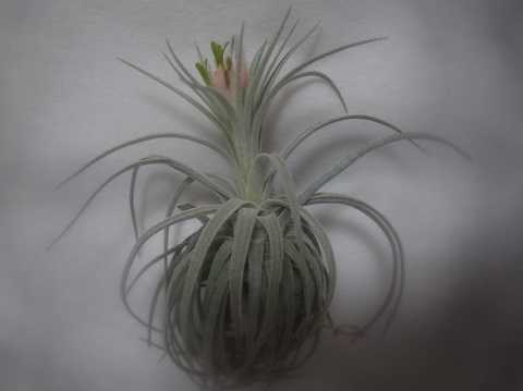 Tillandsia mauryana