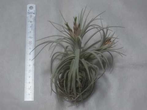 Tillandsia mauryana