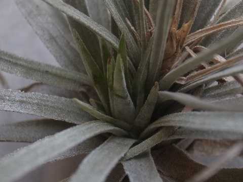 Tillandsia mauryana