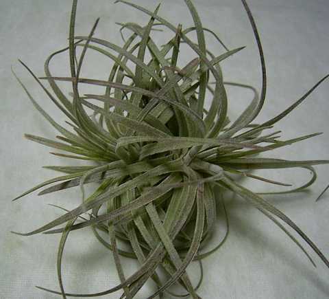 Tillandsia mauryana