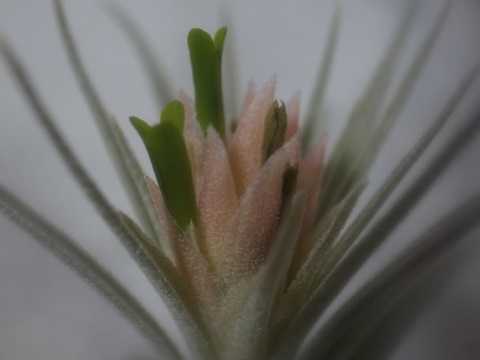 Tillandsia mauryana