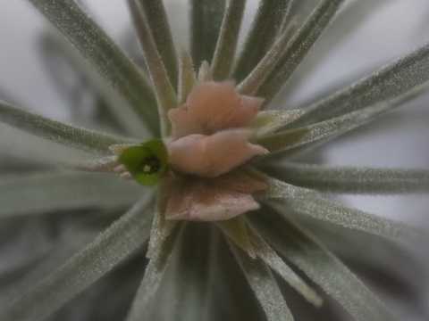 Tillandsia mauryana