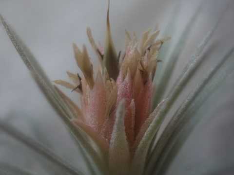 Tillandsia mauryana