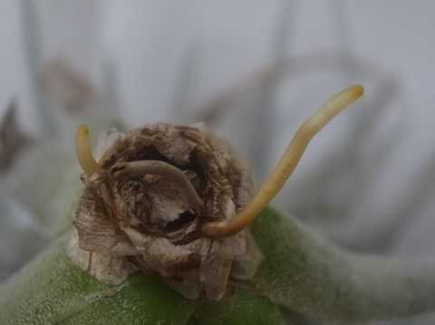 Tillandsia mauryana