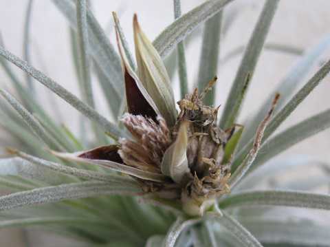 Tillandsia mauryana