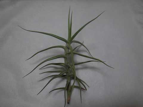Tillandsia mereliana
