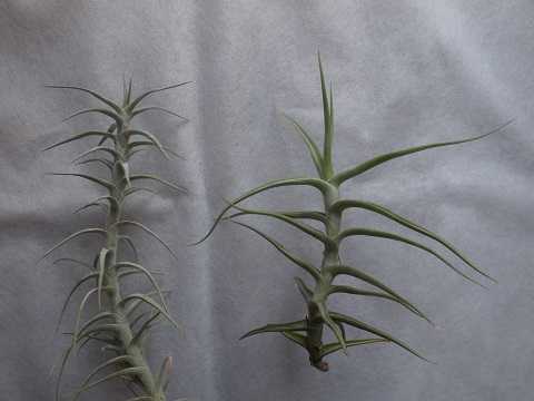 Tillandsia mereliana