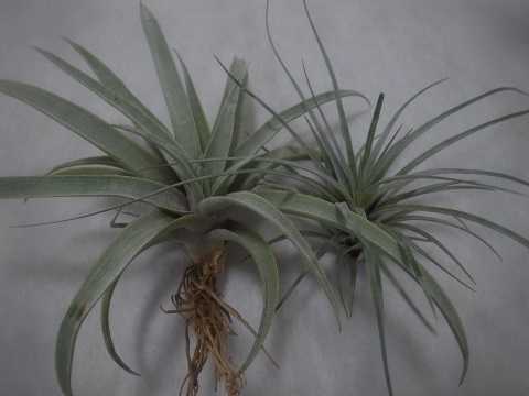 Tillandsia mima