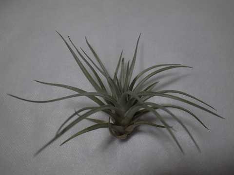 Tillandsia mima var. chiletensis