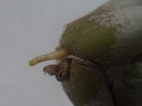 Tillandsia mima var. chiletensis
