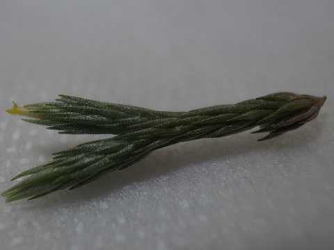 Tillandsia minutiflora