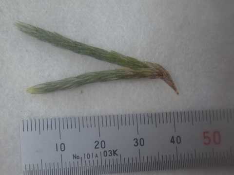 Tillandsia minutiflora