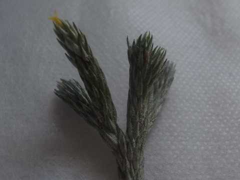 Tillandsia minutiflora