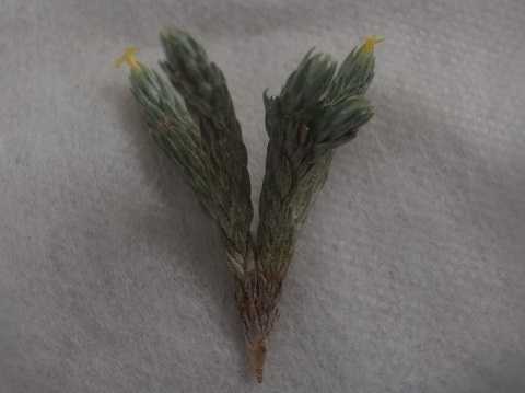 Tillandsia minutiflora